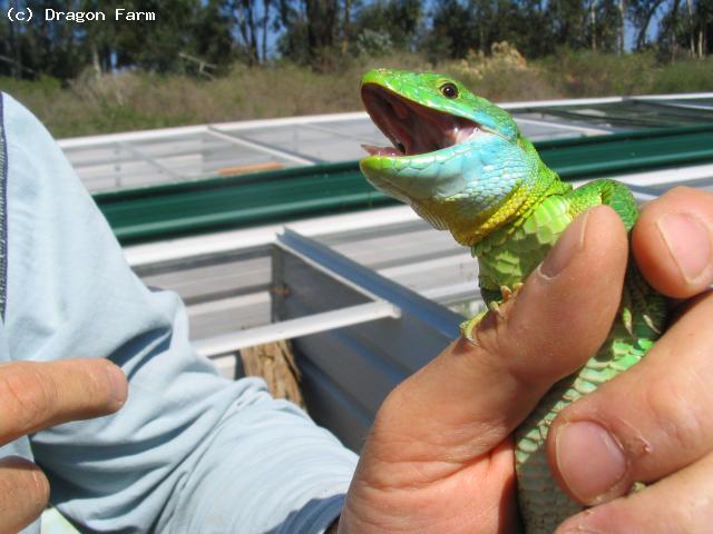 Same young male