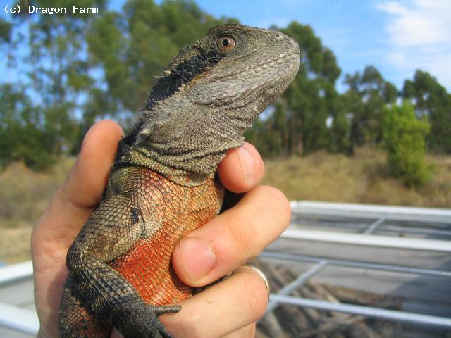 Adult male