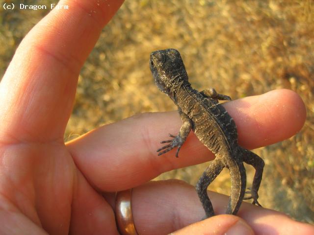 Baby Water Dragon, a few hours old.  