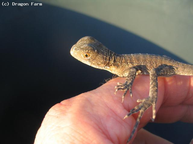 Another baby just hatched