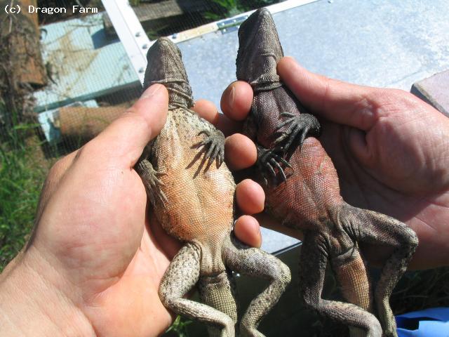 A young pair. Female on the left, male on the right. 