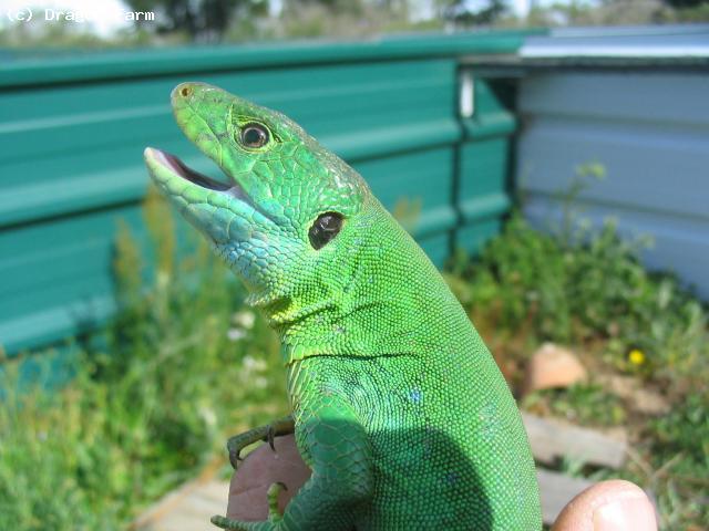 Adult female showing spring/summer colours