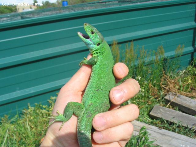 Same female, note bite marks showing sucessful mating has taken place. 