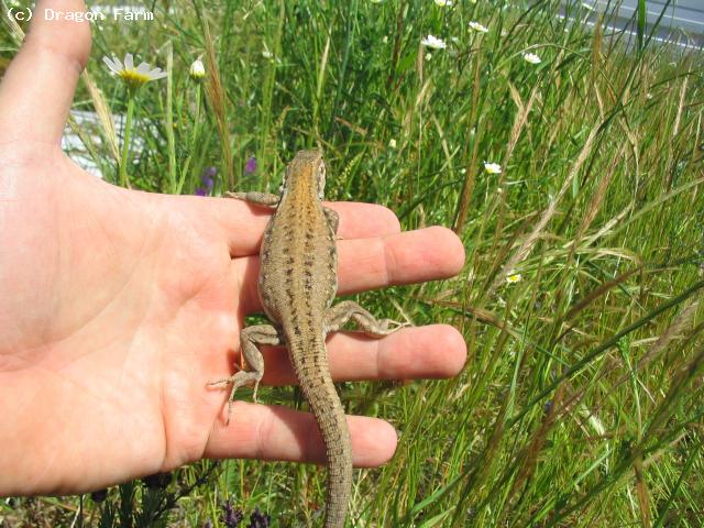 Gravid female