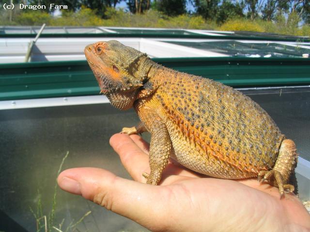 Gravid female