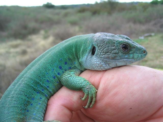 Adult male showing winter colours.