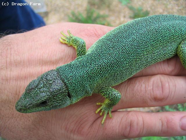 Adult female of the subspecies <i>polylepidota</i>.