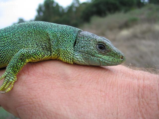 Adult female of the subspecies <i>polylepidota</i>.