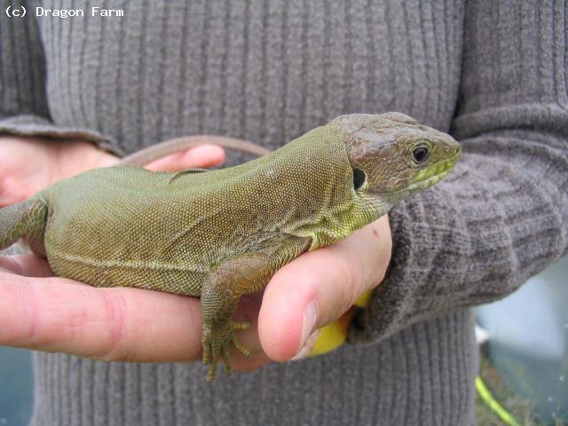 Same female showing winter colours (November 2011). Next spring she will be bright green again !