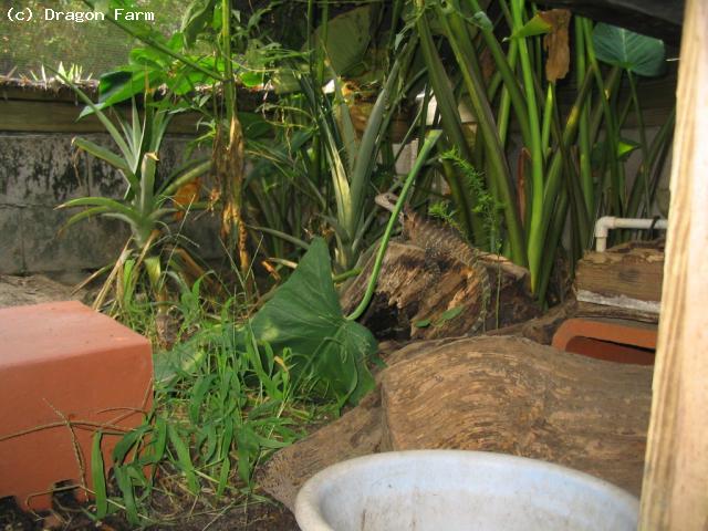 An Australian Water Dragon at Agama International.