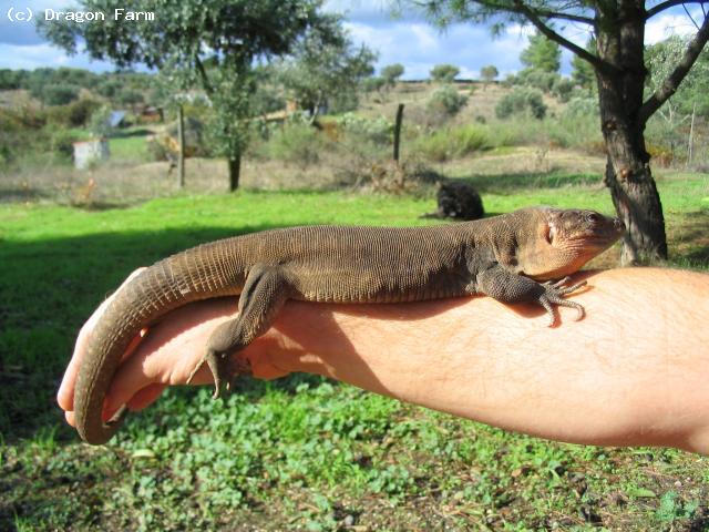 Adult male enjoying the warmth of my arm 