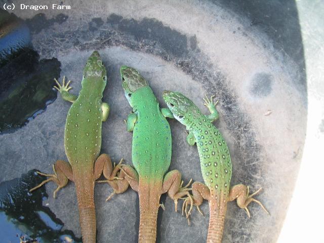 Three month olds. I think male in the middle with females either side of him