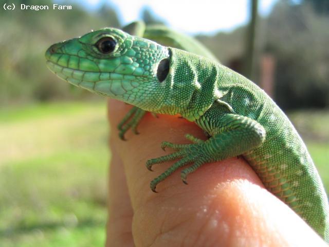 Three month old young. 