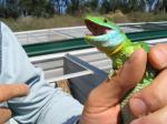 Tunisian Eyed Lizards (<i>Timon pater</i>) Same young male