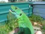 Tunisian Eyed Lizards (<i>Timon pater</i>) Adult female showing spring/summer colours