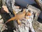 Bearded Dragon (<i>Pogona vitticeps</i>) From above 