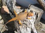 Bearded Dragon (<i>Pogona vitticeps</i>) From above 