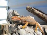 Bearded Dragon (<i>Pogona vitticeps</i>) Adult male