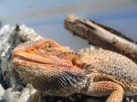 Bearded Dragon (<i>Pogona vitticeps</i>) Close up