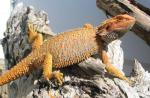 Bearded Dragon (<i>Pogona vitticeps</i>) One of our Dragons enjoying the sunshine. 