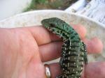 My visit to Agama International Baby Argentine Black and White Tegu.