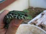 My visit to Agama International Baby Black and White Tegu. 