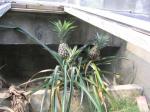 My visit to Agama International Pineapples growing in the Australian Water Dragon cages.