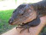 Gran Canaria Giant Lizard (<i>Gallotia stehlini</i>) Adult male. 