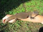 Gran Canaria Giant Lizard (<i>Gallotia stehlini</i>) View from above of adult male.