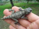 Starred Agama (<I>Laudakia stellio stellio</I>) A darker two month old. 