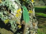 Moroccan Eyed Lizard (<i>Timon tangitanus</i>) Three month old 