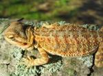 Bearded Dragon (<i>Pogona vitticeps</i>) Three month old young. 