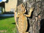 Bearded Dragon (<i>Pogona vitticeps</i>) Three month old young