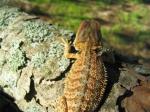 Bearded Dragon (<i>Pogona vitticeps</i>) Three month old young