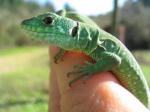 Tunisian Eyed Lizards (<i>Timon pater</i>) Three month old young. 