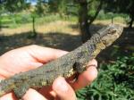 Crocodile Lizards (Shinisaurus crocodilurus) Female