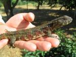 Crocodile Lizards (Shinisaurus crocodilurus) male