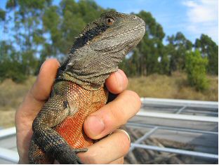 Australian Water Dragon (Physignathus leseurii) Adult Male