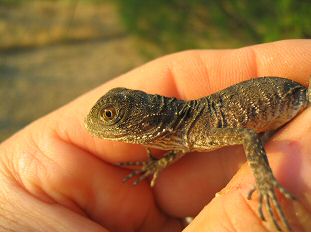 Australian Water Dragons (Physignathus leseurii) - juvenile