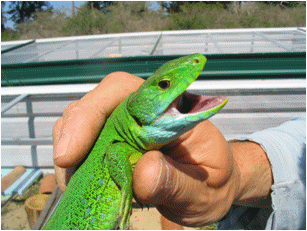 Sub-adult Australian Water Dragons (Physignathus leseurii) - mae and female