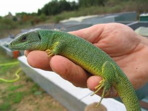 Female Balkan Green Lizard (Lacerta trilineata) Female Balkan Green Lizard (Lacerta trilineata)