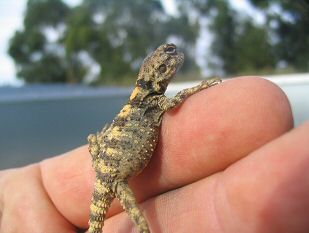 Painted Dragon (Laudakia stellio brachydactyla) - Juvenile