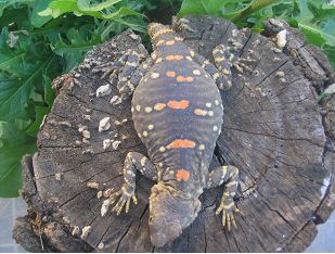 Orange Spotted Dragon (Laudakia stellio picea) - Adult female