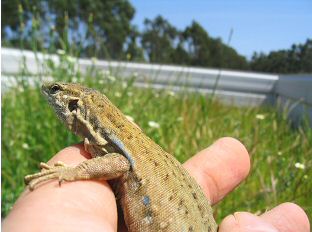 Tenerife Lizard (Gallotia galloti) - Female