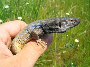 Tenerife Lizard (Gallotia galloti) - Male