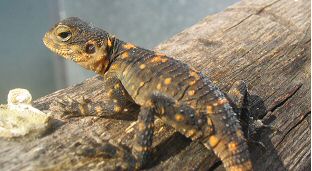 Orange Spotted Dragon (Laudakia stellio picea) - Juvenile