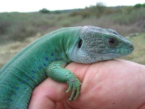 Moroccan Eyed Lizard (Timon tangitanus) adult male