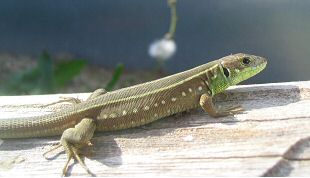 Balkan Green Lizard (Lacerta trilineata) - Juvenile